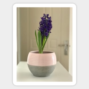 Fragrant purple home hyacinth vase Sticker